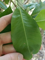 Planchonella costata