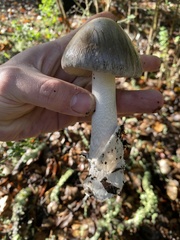 Amanita constricta