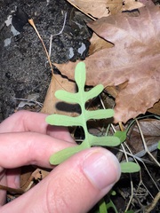 Pholistoma membranaceum