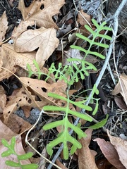 Pholistoma membranaceum