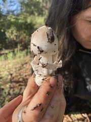 Amanita constricta