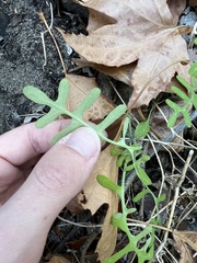 Pholistoma membranaceum