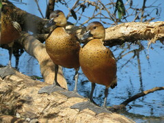 Dendrocygna arcuata