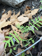 Pholistoma membranaceum