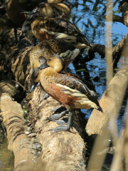 Dendrocygna arcuata