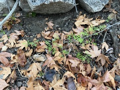 Pholistoma membranaceum