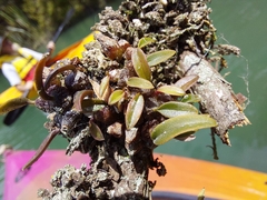 Bulbophyllum tuberculatum
