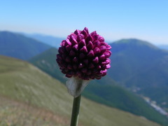 Allium sphaerocephalon