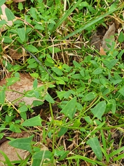 Chenopodium nutans nutans