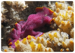 Pseudoceros ferrugineus