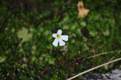 Ourisia caespitosa