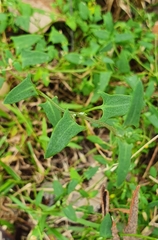 Chenopodium nutans nutans