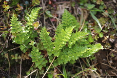 Polystichum cystostegium