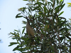 Plectorhyncha lanceolata