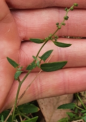 Chenopodium nutans nutans