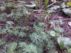 Ranunculus inundatus