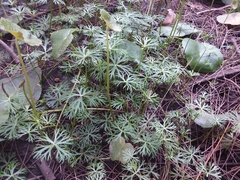 Ranunculus inundatus