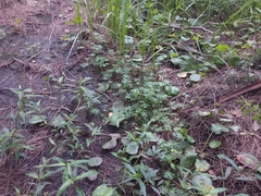 Ranunculus inundatus