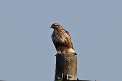 Buteo japonicus