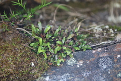 Notogrammitis crassior