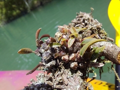 Bulbophyllum tuberculatum