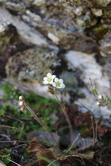 Geum cockaynei