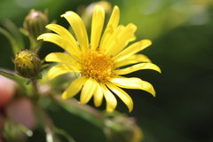 Dolichoglottis lyallii