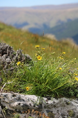 Dolichoglottis lyallii