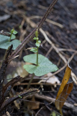 Acianthus sinclairii