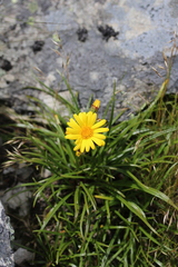 Dolichoglottis lyallii