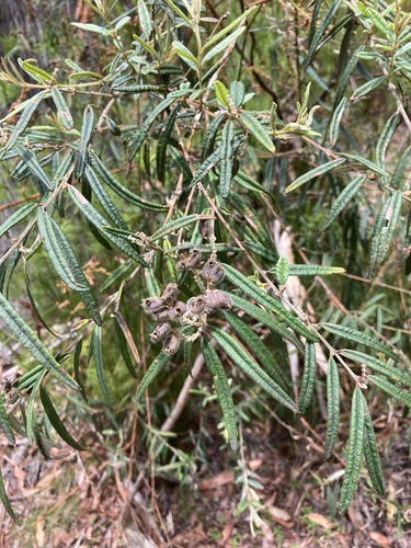 Oxylobium robustum, photograph 3