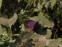 Mahathala ameria