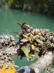 Bulbophyllum tuberculatum