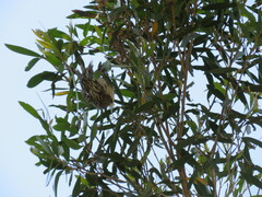 Plectorhyncha lanceolata