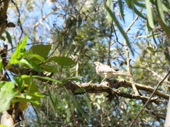 Plectorhyncha lanceolata