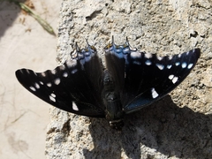 Charaxes