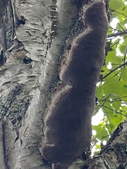 Phellinus betulinus