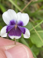 Viola eminens