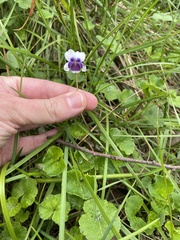 Viola eminens