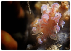 Phyllodesmium poindimiei