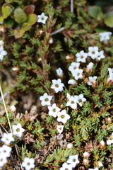 Dracophyllum prostratum