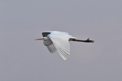Ardea alba