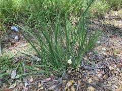 Dietes bicolor