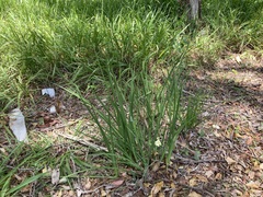 Dietes bicolor