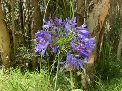 Agapanthus praecox