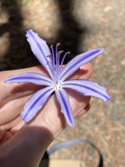 Agapanthus praecox
