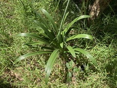 Agapanthus praecox