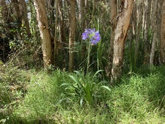 Agapanthus praecox