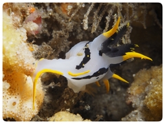 Polycera capensis