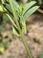 Tephrosia grandiflora